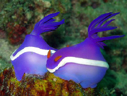 mating in the current by Henry Jager 